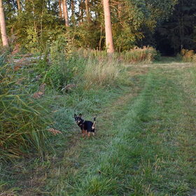 Balou in het bos.