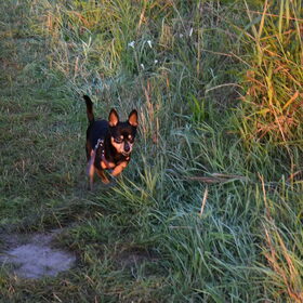 Een jonge Balou.