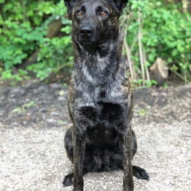 Hondenfoto van Dutchshepherdteam 