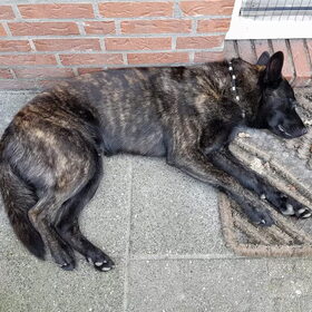 Hondenfoto van Dutchshepherdteam 