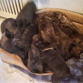 Hondenfoto van Dutchshepherdteam 