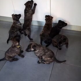 Hondenfoto van Dutchshepherdteam 