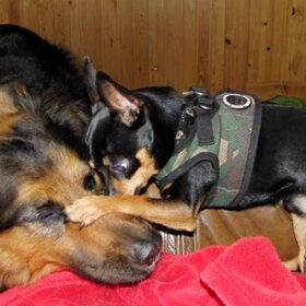 Balou en Mowgli.