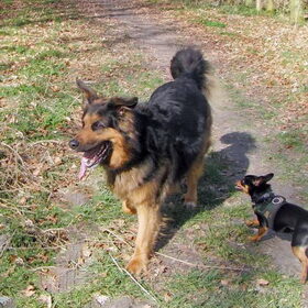 Balou met Mowgli.