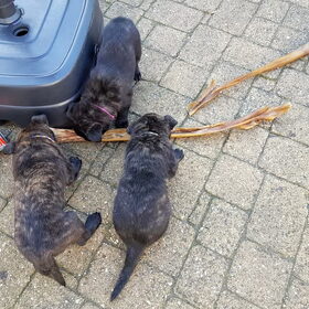 Hondenfoto van Dutchshepherdteam 