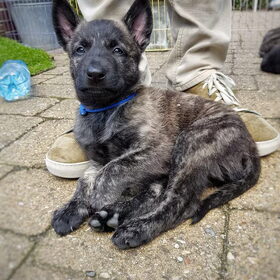 Hondenfoto van Dutchshepherdteam 
