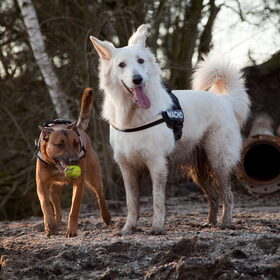 Hondenfoto van Hetty & Skipper