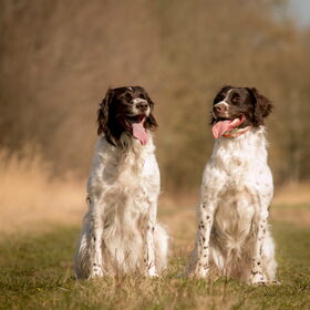 Hondenfoto van Drentsche Patrijshondenkennel van't Hubertusgilde
