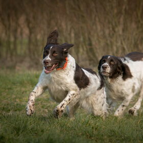 Hondenfoto van Drentsche Patrijshondenkennel van't Hubertusgilde