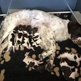 Hondenfoto van Drentsche Patrijshondenkennel van't Hubertusgilde