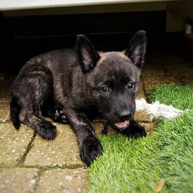 Hondenfoto van Dutchshepherdteam 