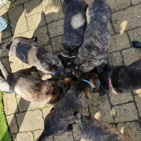 Hondenfoto van Dutchshepherdteam 
