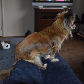 Lotus bij mij op schoot zoals iedere avond.