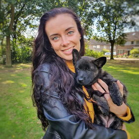 Hondenfoto van Dutchshepherdteam 