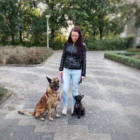Hondenfoto van Dutchshepherdteam 