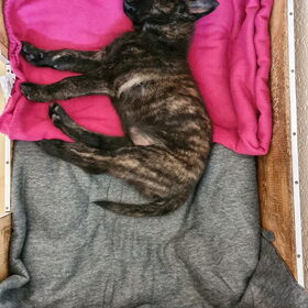 Hondenfoto van Dutchshepherdteam 