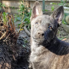 Hondenfoto van Dutchshepherdteam 