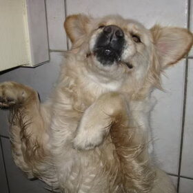I surrender!