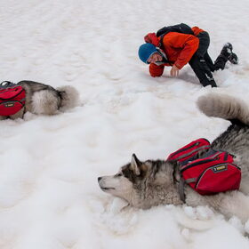Hondenfoto van Alaska's Finest!