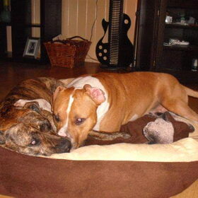 Hondenfoto van Samantha&Chico