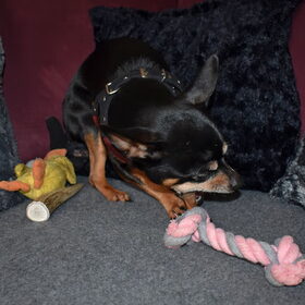 Ik heb nylabones voor de honden gekocht, lekker veilig dacht ik…