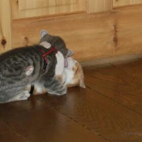 Kitten Nemo in gevecht met kitten Lucky, uiteindelijk zullen ze…