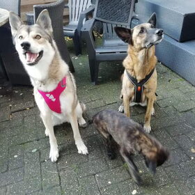 Hondenfoto van Dutchshepherdteam 