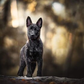 Hondenfoto van Dutchshepherdteam 