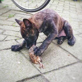 Hondenfoto van Dutchshepherdteam 