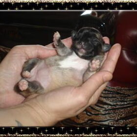 Ons nieuwe lieve schattige chihuahua puppy. Ze heet Lucky Gurl…