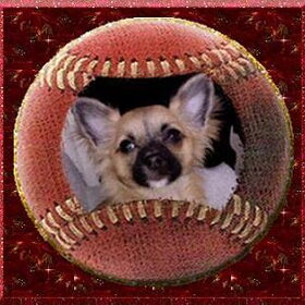 Chihuahua puppy van ons hij is een langhaar reutje en heet Kiro.