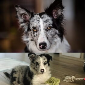 Hondenfoto van Jodee