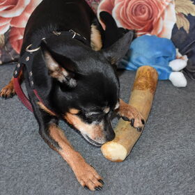 Balou is hier bezig met een stuk wortel koffieboom.