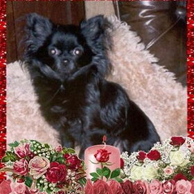 Onze Blacck Beauty Chihuahua teefje langhaar.