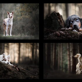 Hondenfoto van Manon - Suus & Isa