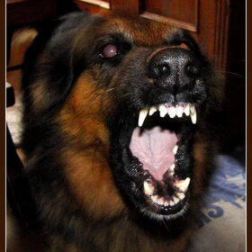 Mowgli de waakhond.