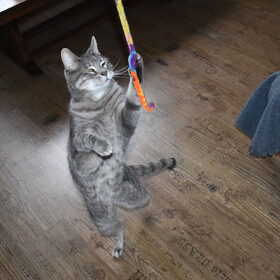 Nemo speelt nog altijd graag met de kattenhengel.
