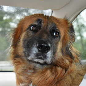 Loca vol verwachting in de auto.
