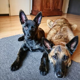 Hondenfoto van Dutchshepherdteam 