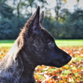Hondenfoto van Dutchshepherdteam 