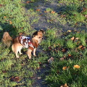 Lotus in een lekker warm truitje.