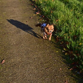 De kleine spruit trekt even een sprintje.
