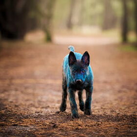 Hondenfoto van Dutchshepherdteam 