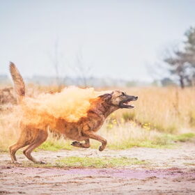 Hondenfoto van Dutchshepherdteam 