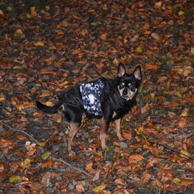 Balou in het bos tussen het herfstblad.