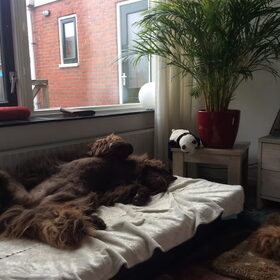 Hondenfoto van Willemijn - baasje van Vika .           Bams  en Ogin   ¥ .