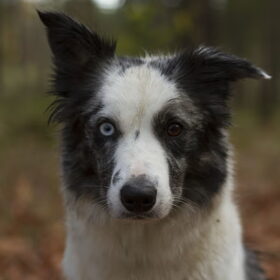 Hondenfoto van Angelique; Bruno, Charlie & Fenna  