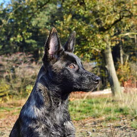 Hondenfoto van Dutchshepherdteam 