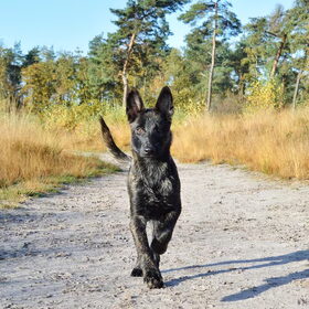 Hondenfoto van Dutchshepherdteam 