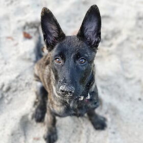 Hondenfoto van Dutchshepherdteam 